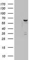 DEAD-Box Helicase 56 antibody, LS-C336690, Lifespan Biosciences, Western Blot image 