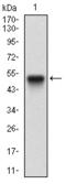 Max-like protein X antibody, orb330087, Biorbyt, Western Blot image 