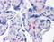 Placenta Enriched 1 antibody, TA317170, Origene, Immunohistochemistry paraffin image 