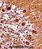 Mesenchyme Homeobox 1 antibody, abx028147, Abbexa, Immunohistochemistry frozen image 