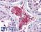 Acylphosphatase 1 antibody, LS-B2765, Lifespan Biosciences, Immunohistochemistry frozen image 
