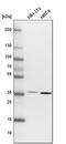 FRY Like Transcription Coactivator antibody, PA5-56644, Invitrogen Antibodies, Western Blot image 