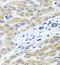 Peroxisomal Biogenesis Factor 14 antibody, FNab06327, FineTest, Immunohistochemistry frozen image 