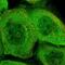 Pleckstrin Homology Like Domain Family B Member 3 antibody, NBP1-93784, Novus Biologicals, Immunofluorescence image 