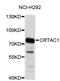 Cartilage Acidic Protein 1 antibody, STJ111231, St John