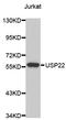 Ubiquitin Specific Peptidase 22 antibody, abx004720, Abbexa, Western Blot image 