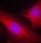 Docking Protein 2 antibody, orb14653, Biorbyt, Immunofluorescence image 