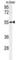 Family With Sequence Similarity 151 Member A antibody, abx032426, Abbexa, Western Blot image 