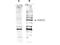DNA repair protein RAD52 homolog antibody, A01580, Boster Biological Technology, Western Blot image 