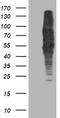 Dihydrolipoamide Dehydrogenase antibody, LS-C173228, Lifespan Biosciences, Western Blot image 
