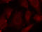 SCH antibody, LS-C336048, Lifespan Biosciences, Immunofluorescence image 
