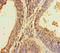 Probable G-protein coupled receptor 173 antibody, LS-C398589, Lifespan Biosciences, Immunohistochemistry paraffin image 