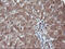 Ret Finger Protein Like 3 antibody, M14048, Boster Biological Technology, Immunohistochemistry paraffin image 