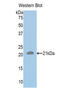 RAD50 Double Strand Break Repair Protein antibody, LS-C300232, Lifespan Biosciences, Western Blot image 