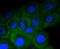 APC Regulator Of WNT Signaling Pathway antibody, NBP2-67625, Novus Biologicals, Immunofluorescence image 