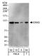 Mitogen-Activated Protein Kinase 7 antibody, A302-656A, Bethyl Labs, Western Blot image 