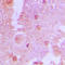 TBC1 Domain Family Member 4 antibody, GTX55118, GeneTex, Immunohistochemistry paraffin image 
