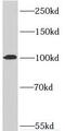 RNA polymerase-associated protein RTF1 homolog antibody, FNab07518, FineTest, Western Blot image 