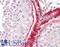 BCL2 Associated Athanogene 5 antibody, LS-B8290, Lifespan Biosciences, Immunohistochemistry frozen image 