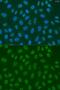 LSM2 Homolog, U6 Small Nuclear RNA And MRNA Degradation Associated antibody, GTX65872, GeneTex, Immunofluorescence image 