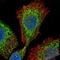 GTPase, IMAP Family Member 6 antibody, NBP1-82110, Novus Biologicals, Immunofluorescence image 
