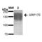 Hypoxia Up-Regulated 1 antibody, LS-C773347, Lifespan Biosciences, Western Blot image 