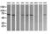 Conserved oligomeric Golgi complex subunit 6 antibody, LS-C337878, Lifespan Biosciences, Western Blot image 