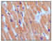 Natriuretic peptides B antibody, abx016076, Abbexa, Western Blot image 