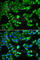 SH2B Adaptor Protein 1 antibody, A5564, ABclonal Technology, Immunofluorescence image 