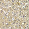 Myosin Binding Protein C, Fast Type antibody, LS-C748386, Lifespan Biosciences, Immunohistochemistry paraffin image 