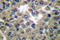 Keratin 17 antibody, LS-C176094, Lifespan Biosciences, Immunohistochemistry frozen image 