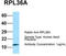 Ribosomal Protein L36a Like antibody, TA338352, Origene, Western Blot image 