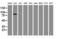 Phosphofructokinase, Platelet antibody, LS-C797521, Lifespan Biosciences, Western Blot image 