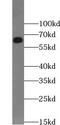 Zinc Finger CCCH-Type Containing 12A antibody, FNab09601, FineTest, Western Blot image 