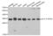 Tyrosine 3-Monooxygenase/Tryptophan 5-Monooxygenase Activation Protein Theta antibody, AHP2425, Bio-Rad (formerly AbD Serotec) , Western Blot image 