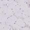 GLYAT antibody, NBP2-58917, Novus Biologicals, Immunohistochemistry paraffin image 