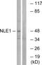 Notchless Homolog 1 antibody, GTX87095, GeneTex, Western Blot image 