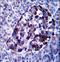 Midline 2 antibody, LS-C164193, Lifespan Biosciences, Immunohistochemistry frozen image 