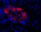 Glutamate receptor subunit epsilon-3 antibody, PA5-77423, Invitrogen Antibodies, Immunohistochemistry paraffin image 