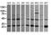 RAB12 antibody, NBP2-45497, Novus Biologicals, Western Blot image 