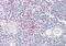 LITAF antibody, NBP1-00208, Novus Biologicals, Immunohistochemistry frozen image 