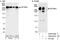 Spectrin beta chain, brain 1 antibody, A300-937A, Bethyl Labs, Immunoprecipitation image 