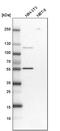 Aspartyl-TRNA Synthetase antibody, PA5-56266, Invitrogen Antibodies, Western Blot image 