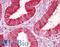 ENaCD antibody, LS-B6483, Lifespan Biosciences, Immunohistochemistry frozen image 