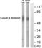 Tubulin Beta 3 Class III antibody, TA312826, Origene, Western Blot image 