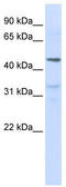 Interferon Lambda Receptor 1 antibody, TA346513, Origene, Western Blot image 