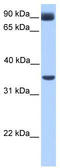 Recepin antibody, TA334245, Origene, Western Blot image 