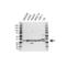 Pyridoxal Phosphate Binding Protein antibody, VMA00460, Bio-Rad (formerly AbD Serotec) , Western Blot image 