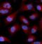 Rap guanine nucleotide exchange factor 3 antibody, FNab09888, FineTest, Immunofluorescence image 