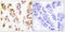 Small RNA Binding Exonuclease Protection Factor La antibody, LS-C199609, Lifespan Biosciences, Immunohistochemistry frozen image 